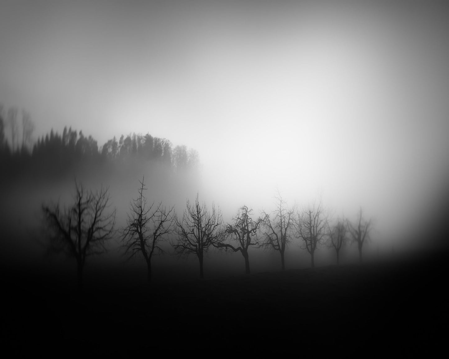 Misty Tree Silhouettes