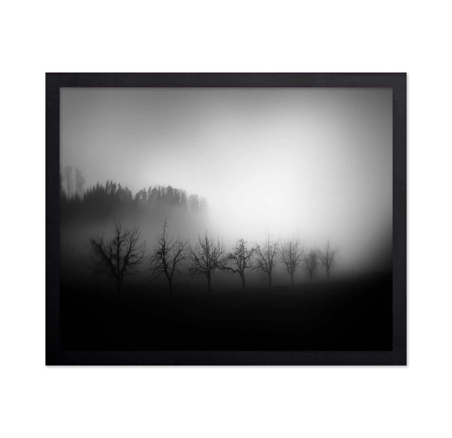 Misty Tree Silhouettes