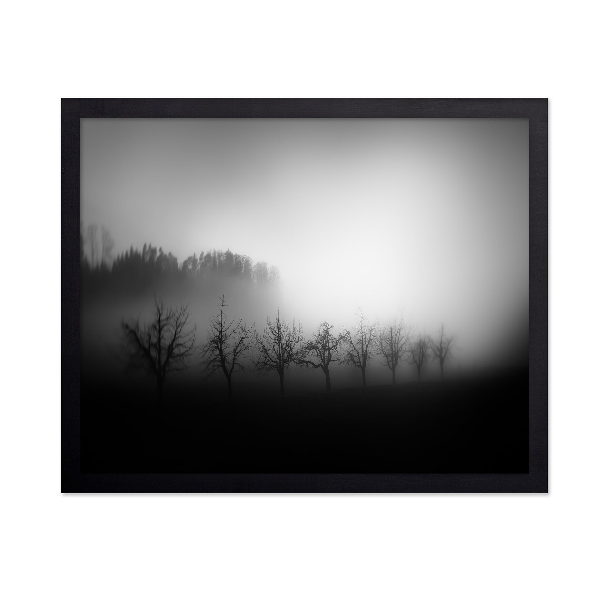 Misty Tree Silhouettes
