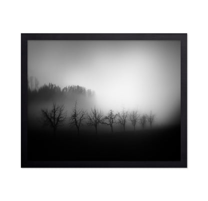Misty Tree Silhouettes