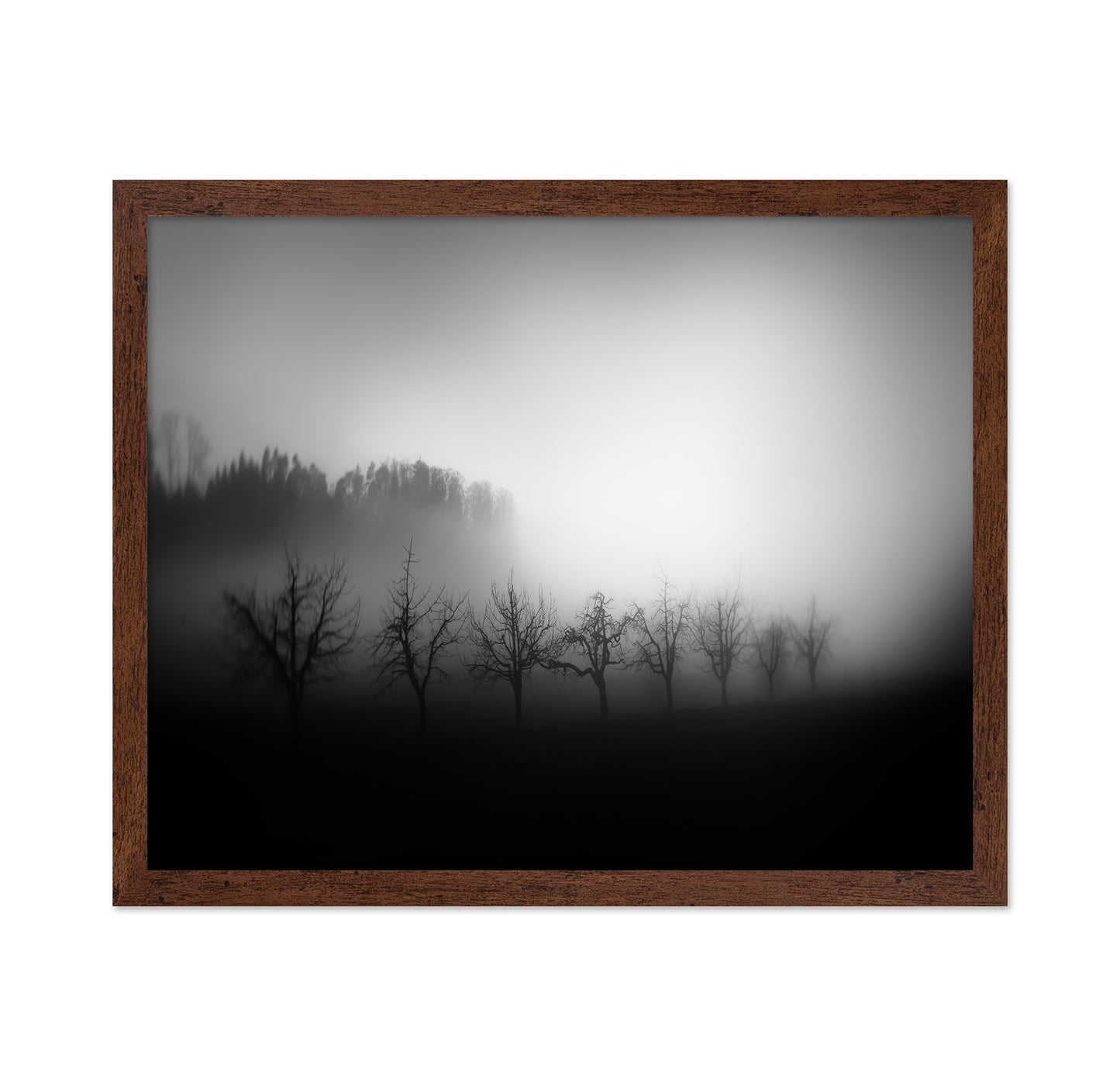 Misty Tree Silhouettes