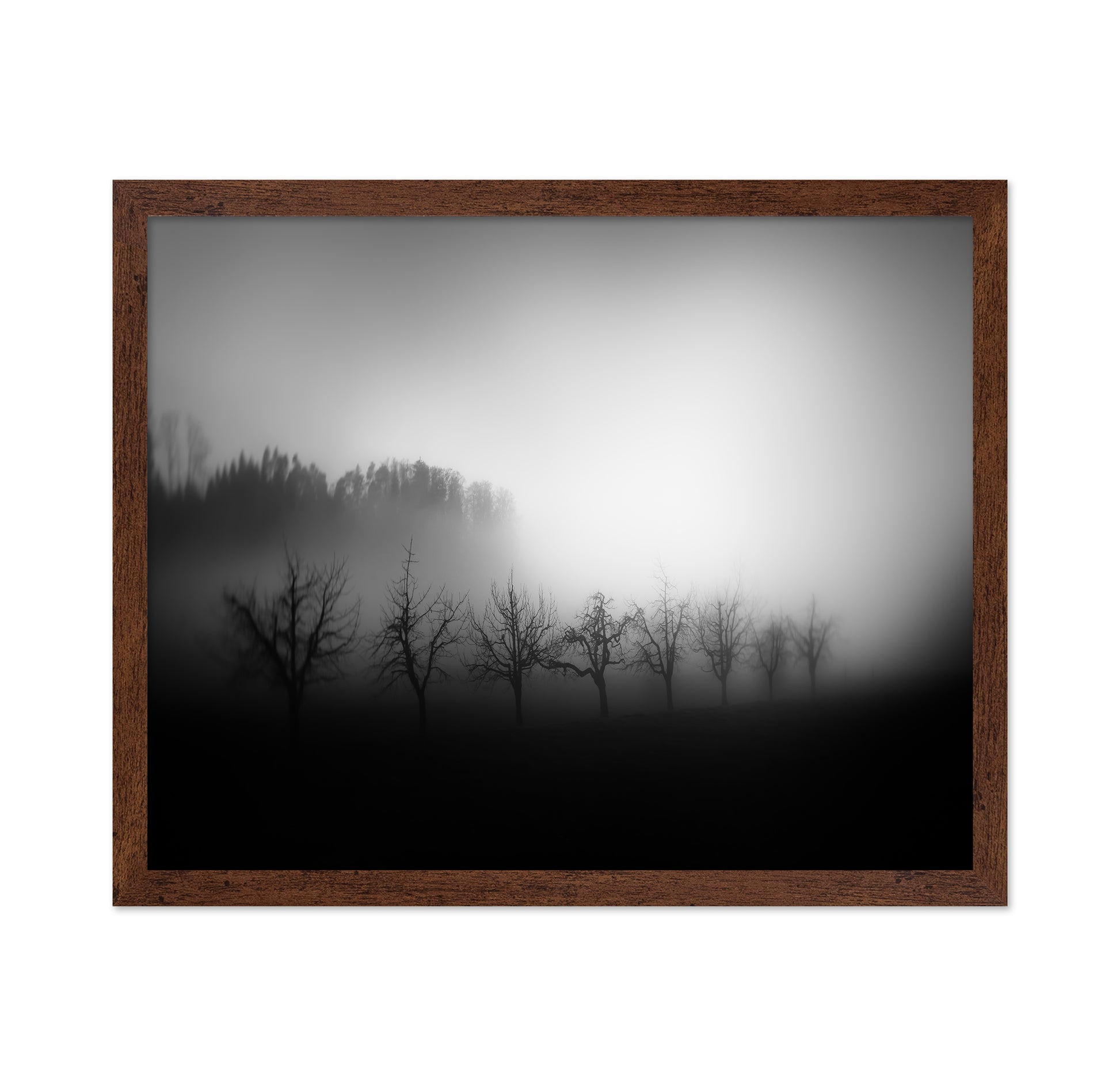 Misty Tree Silhouettes