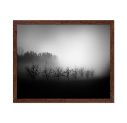 Misty Tree Silhouettes