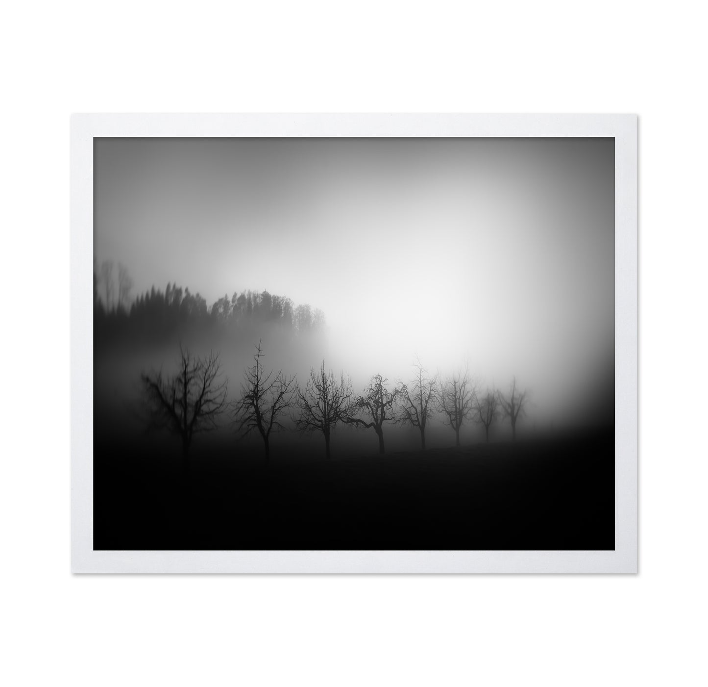 Misty Tree Silhouettes