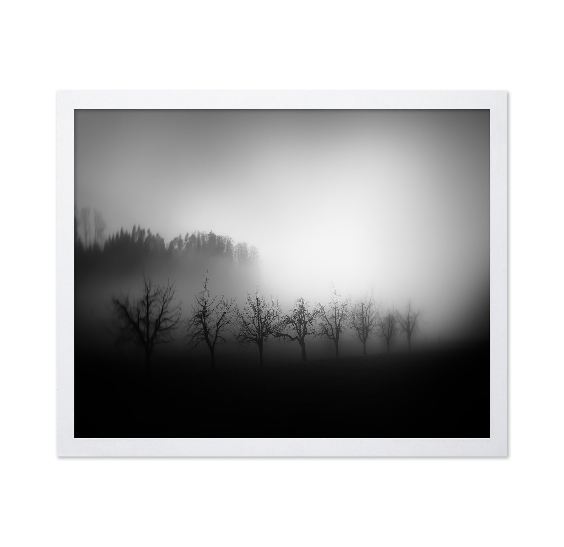 Misty Tree Silhouettes