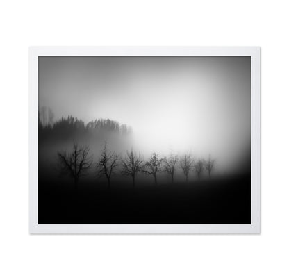 Misty Tree Silhouettes