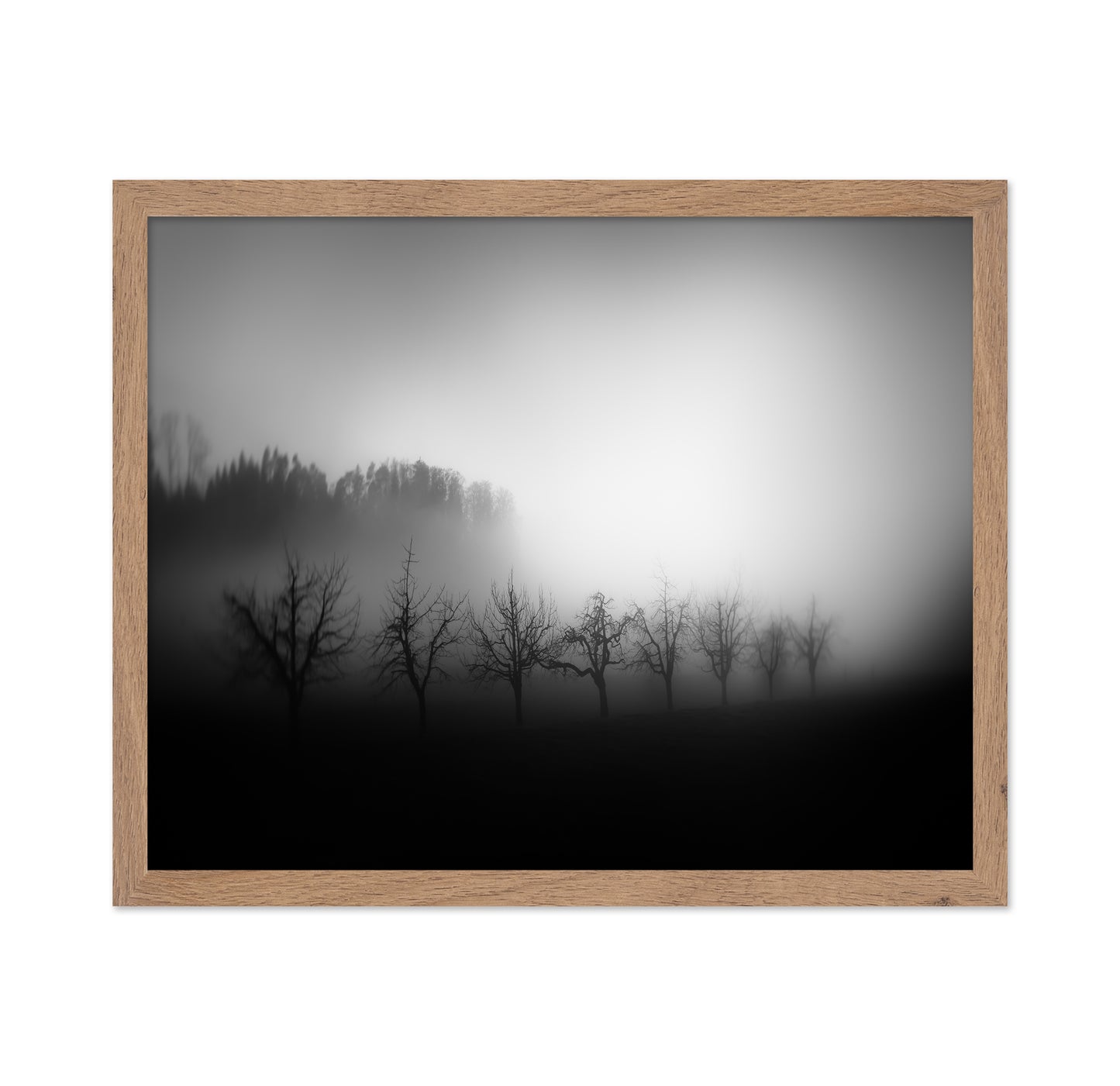 Misty Tree Silhouettes