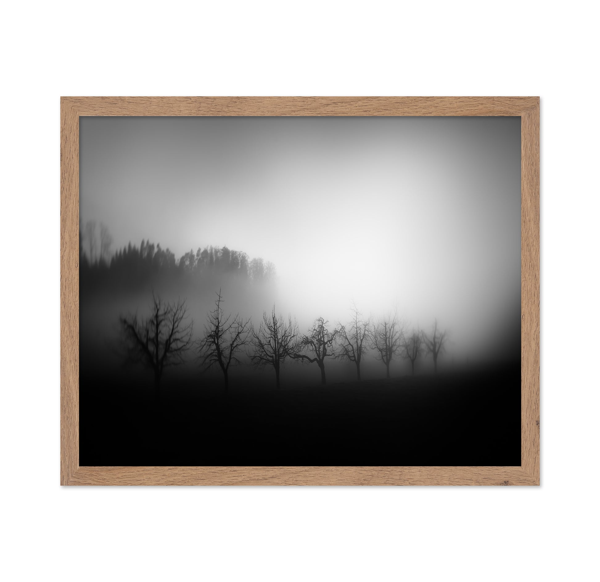 Misty Tree Silhouettes