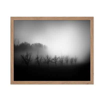 Misty Tree Silhouettes