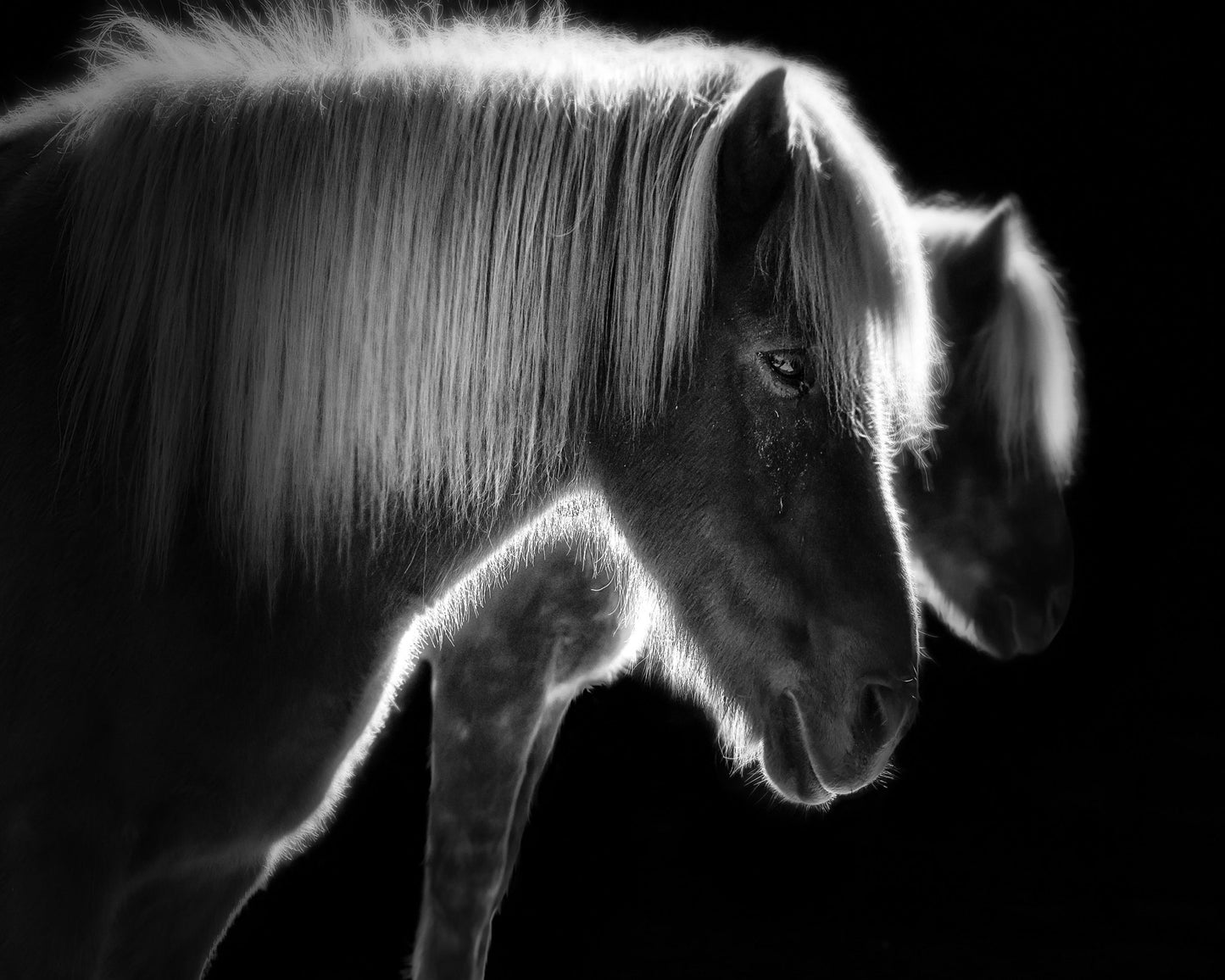 Majestic Twin Horses