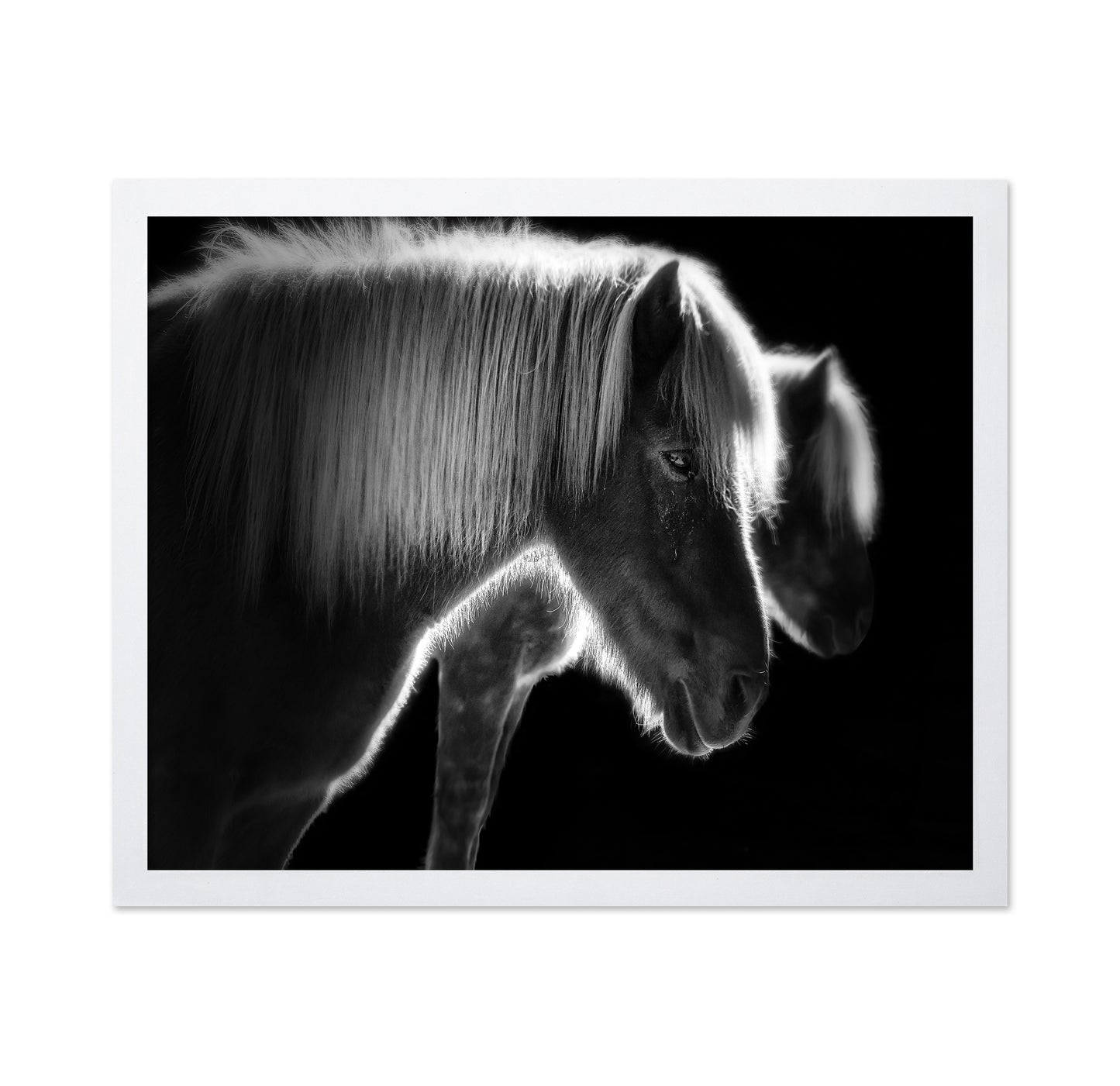 Majestic Twin Horses