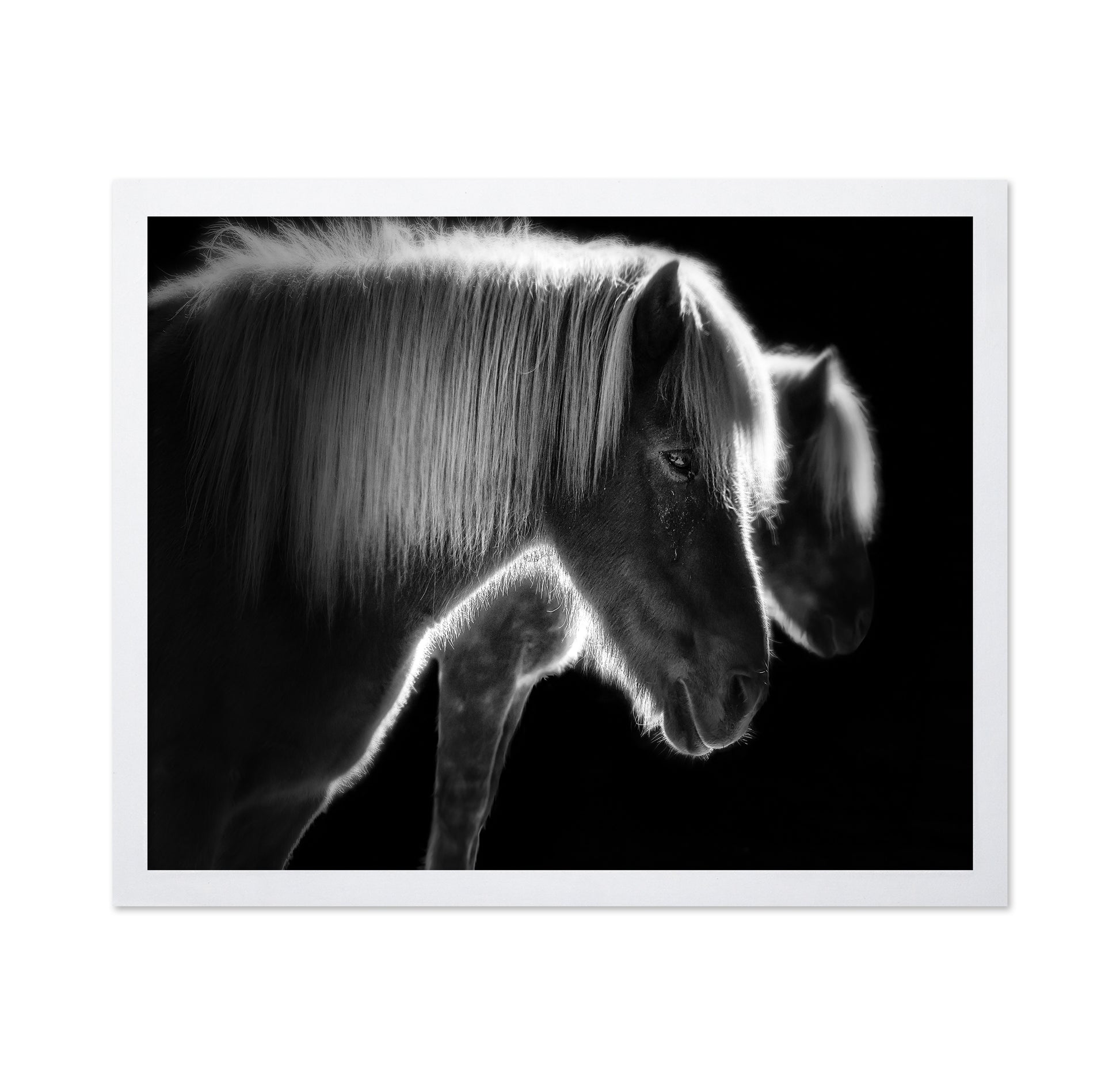 Majestic Twin Horses