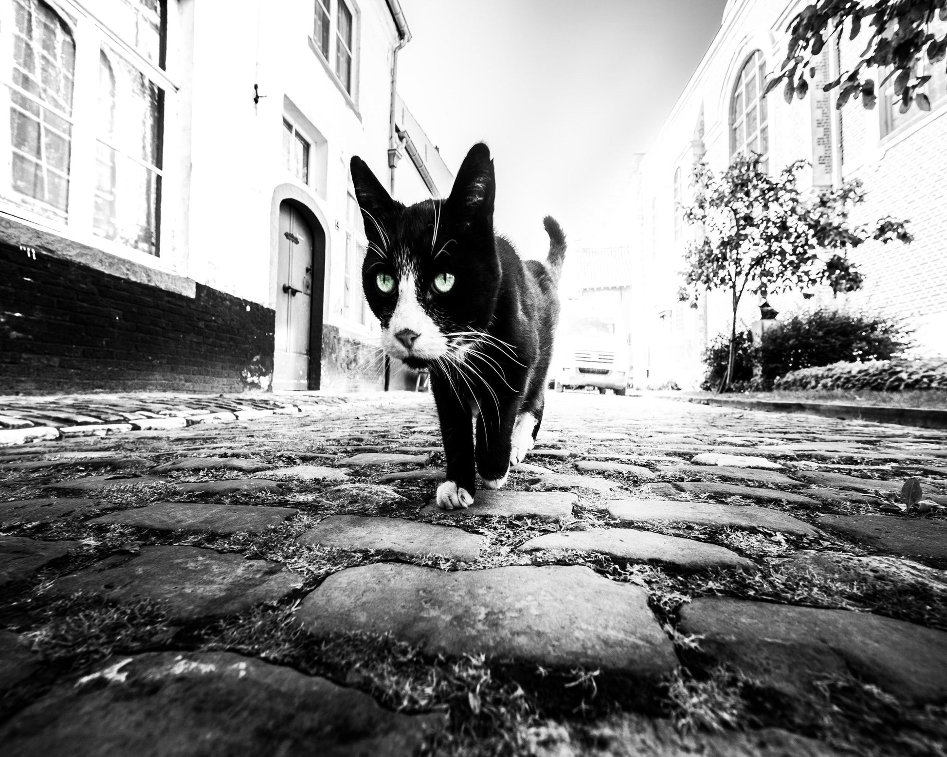 Street Cat Focus