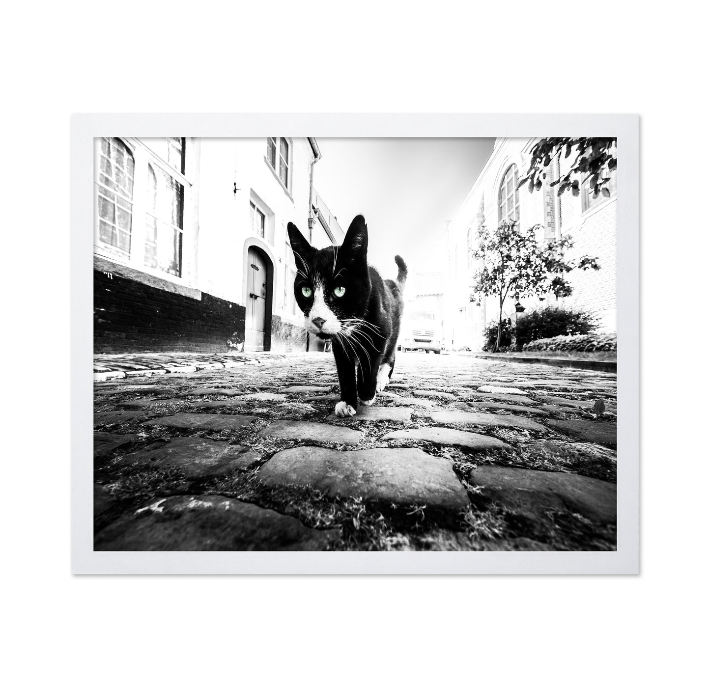 Street Cat Focus