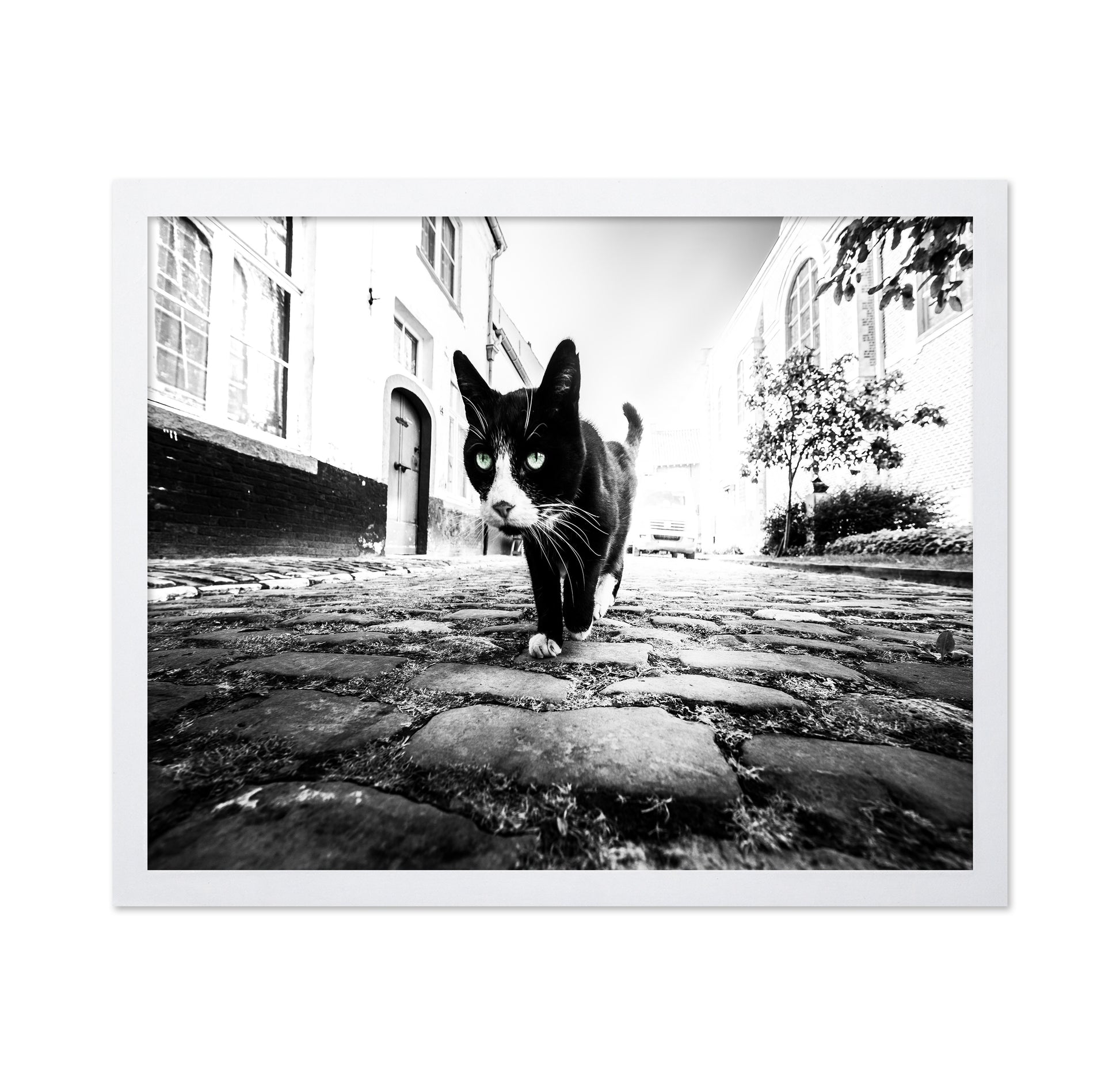 Street Cat Focus