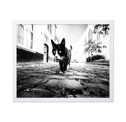 Street Cat Focus