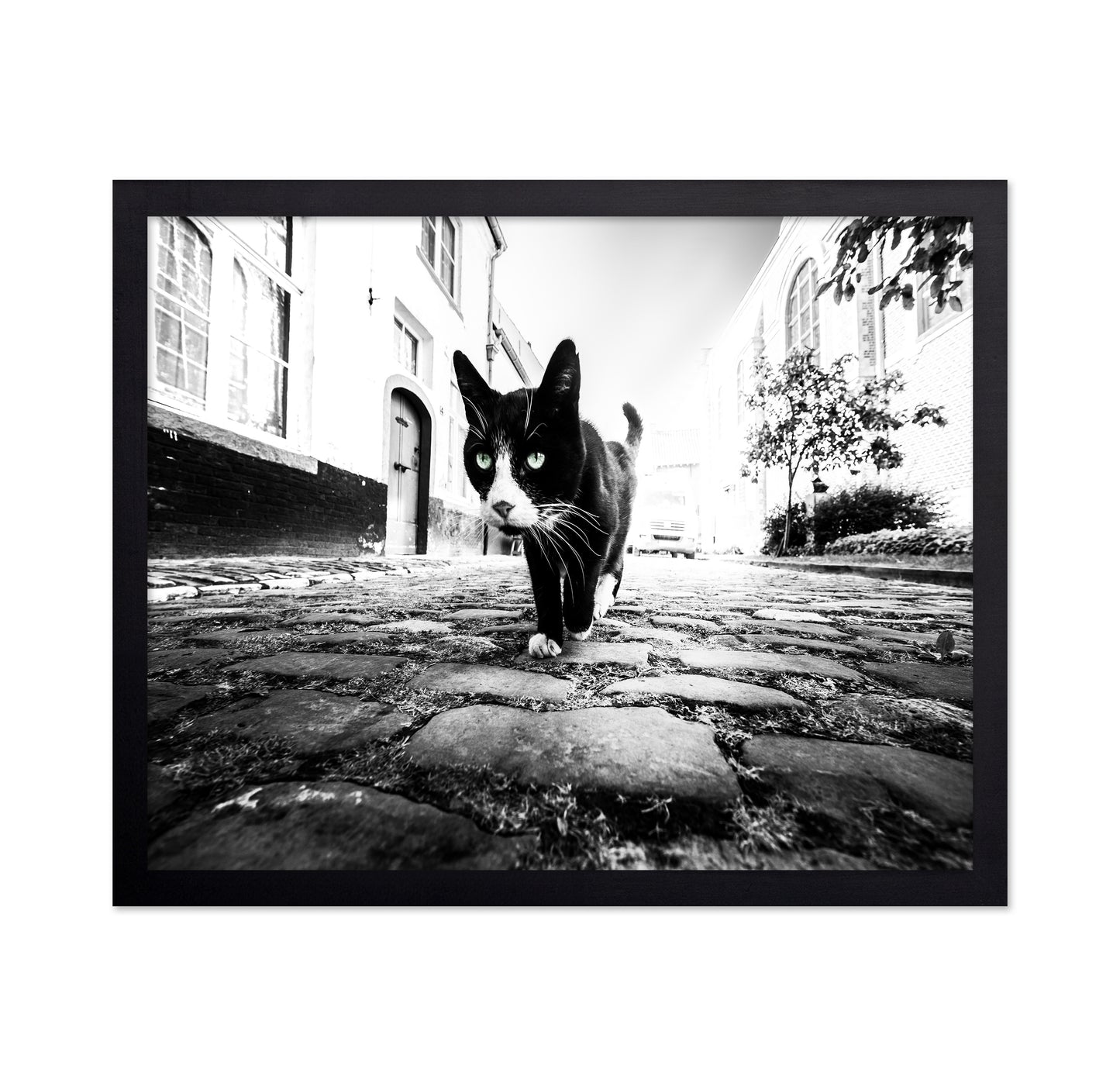 Street Cat Focus