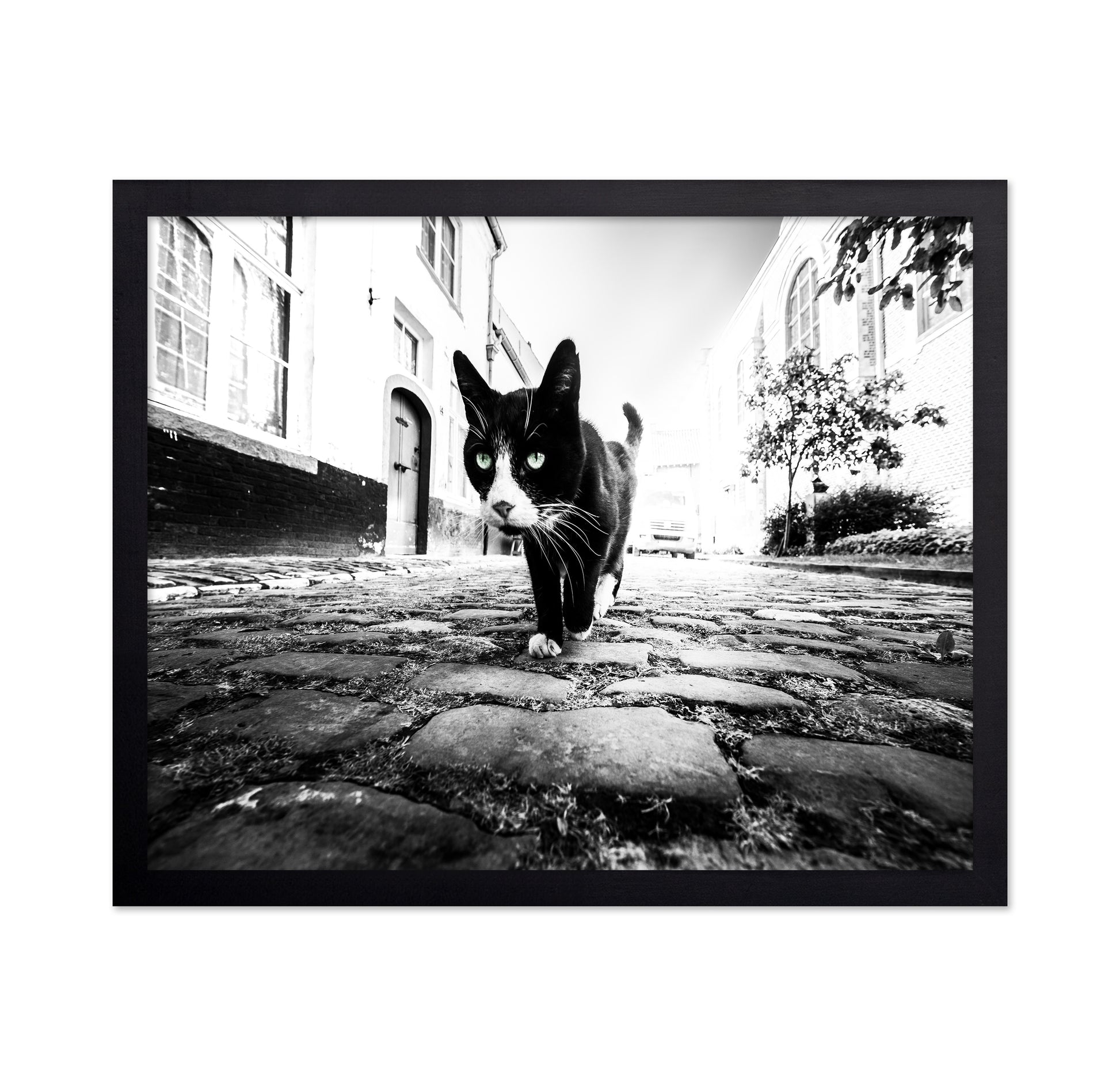 Street Cat Focus