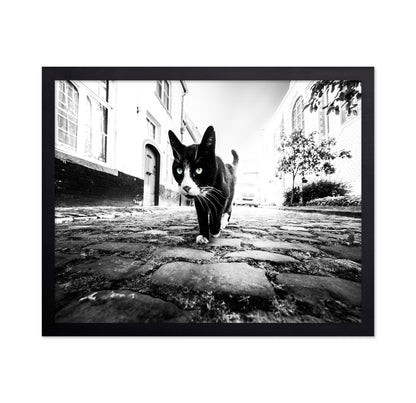 Street Cat Focus