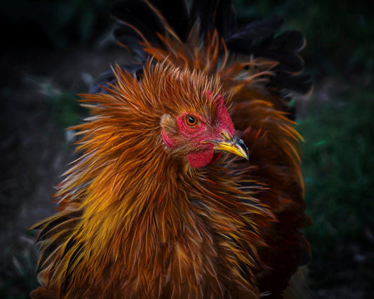 Punk Style Rooster