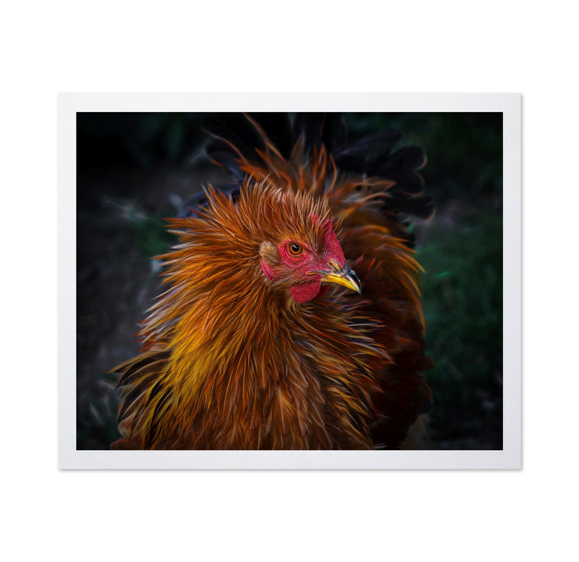 Punk Style Rooster
