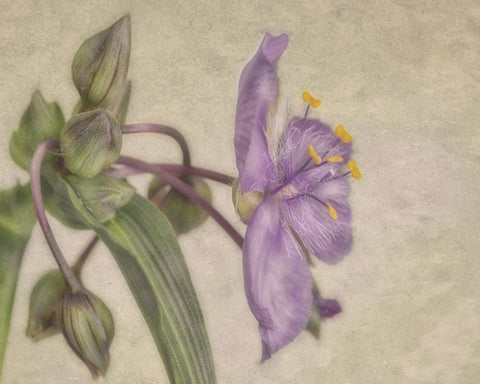 Soft Purple Blossom