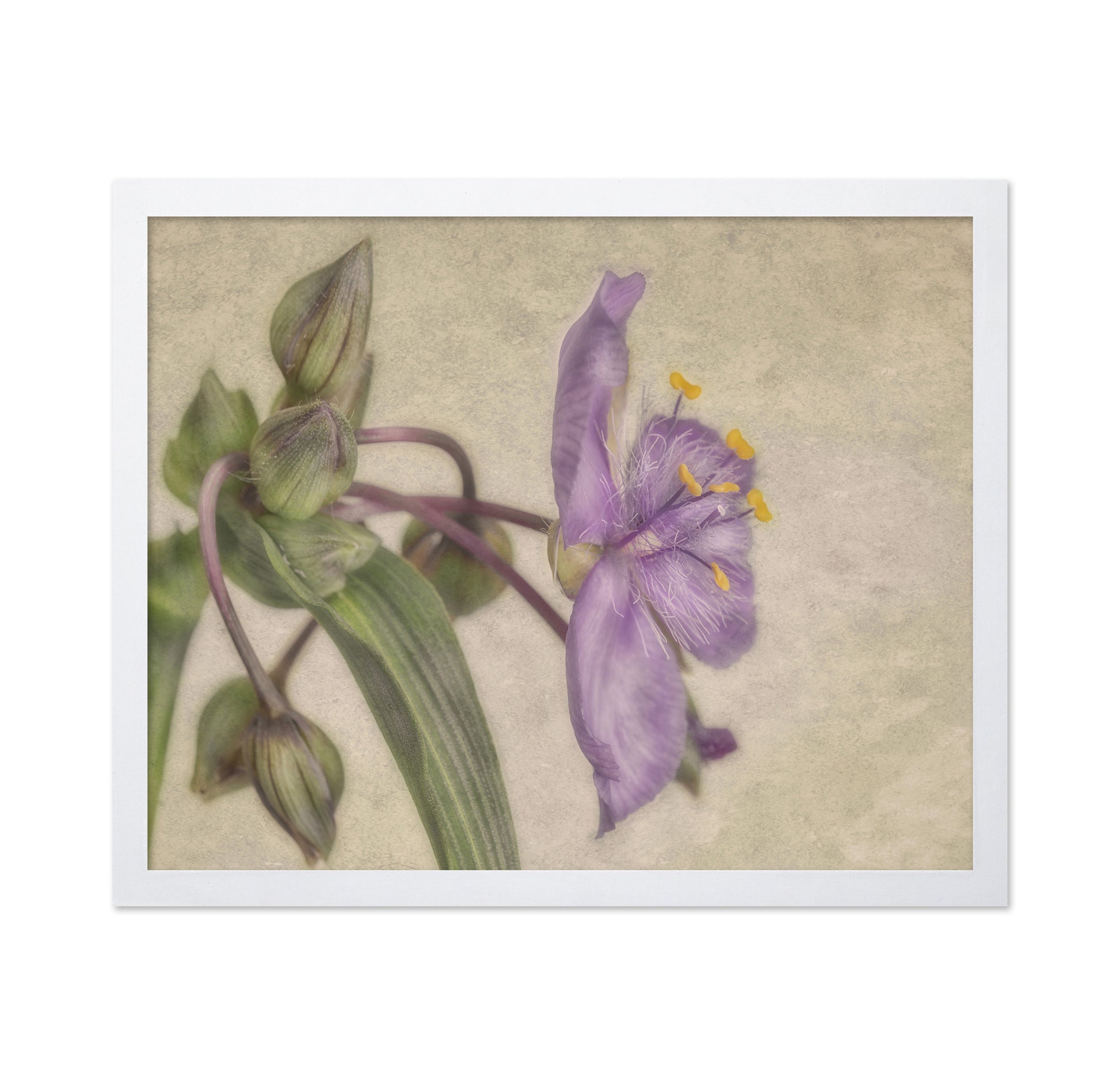 Soft Purple Blossom