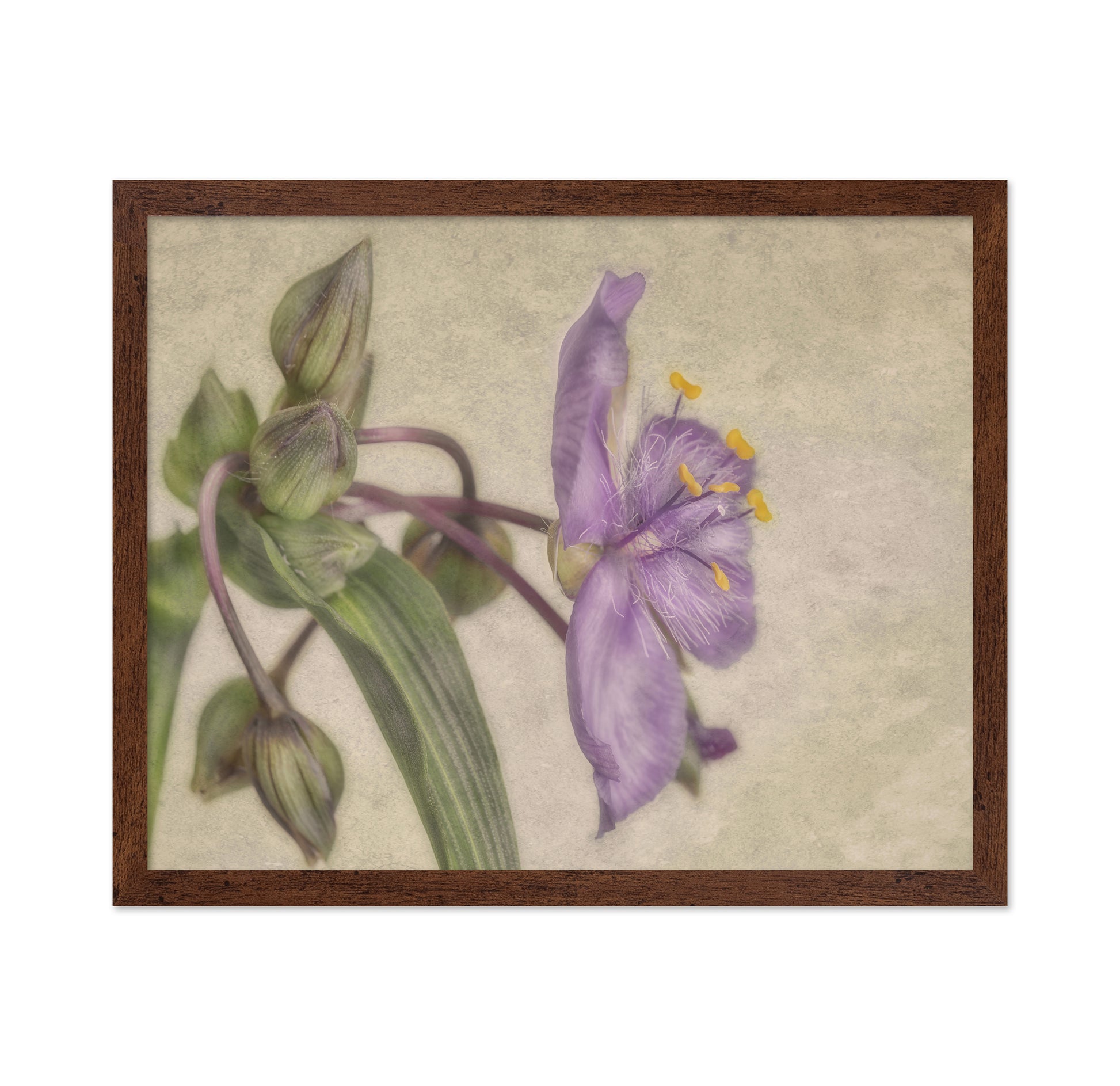 Soft Purple Blossom