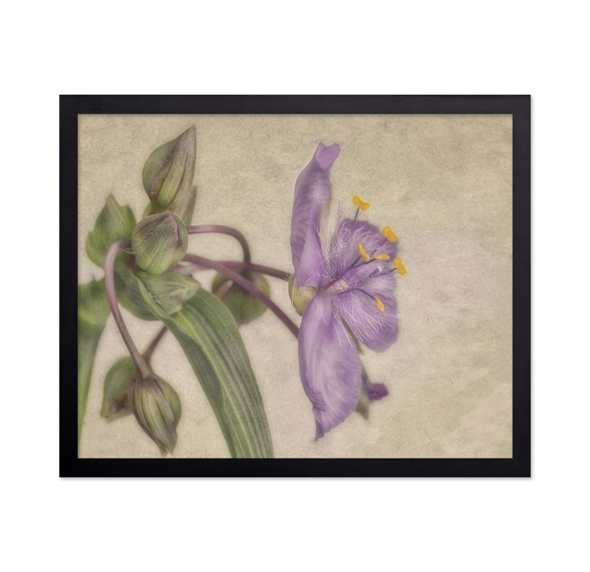 Soft Purple Blossom