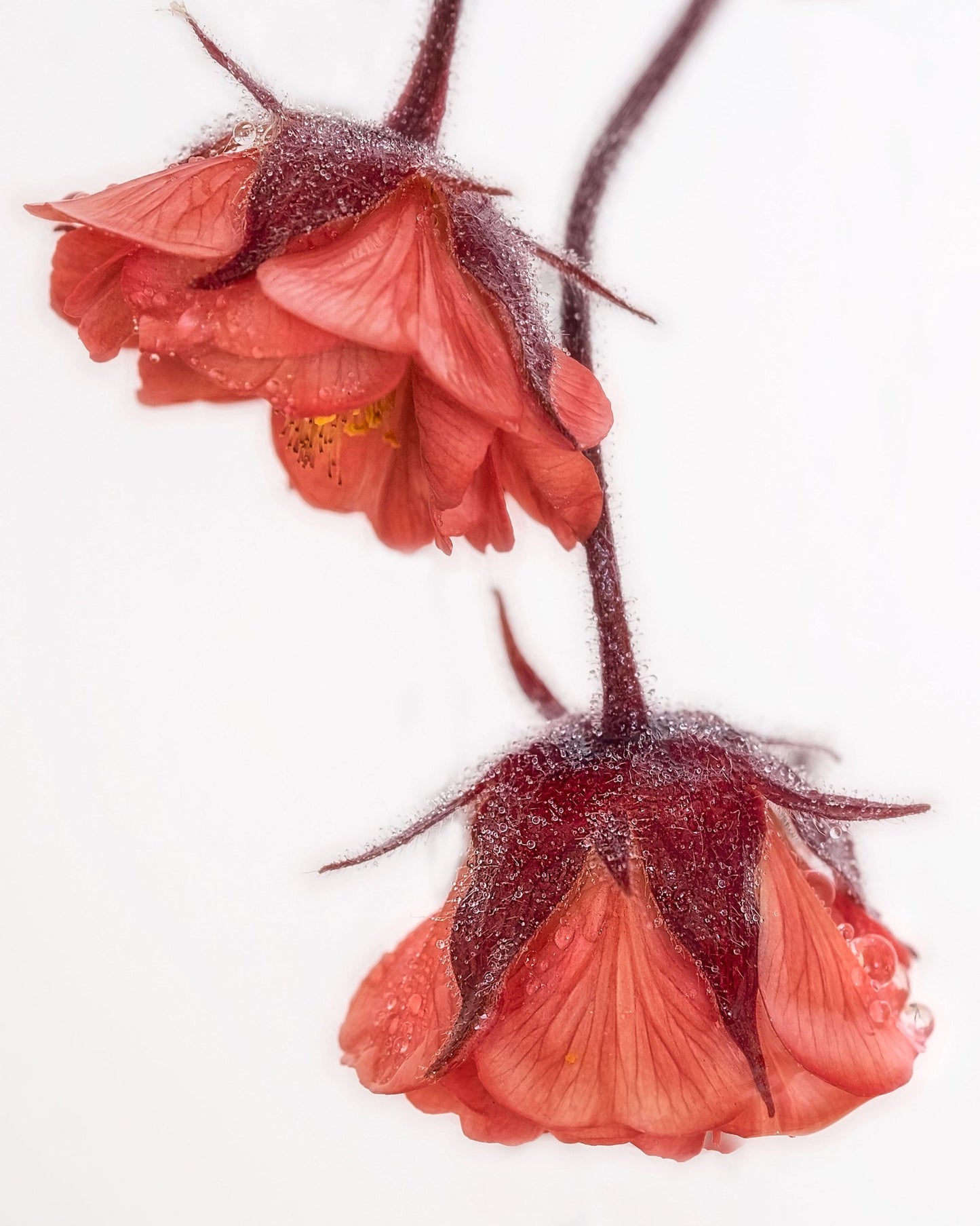 Dewy Red Blossoms
