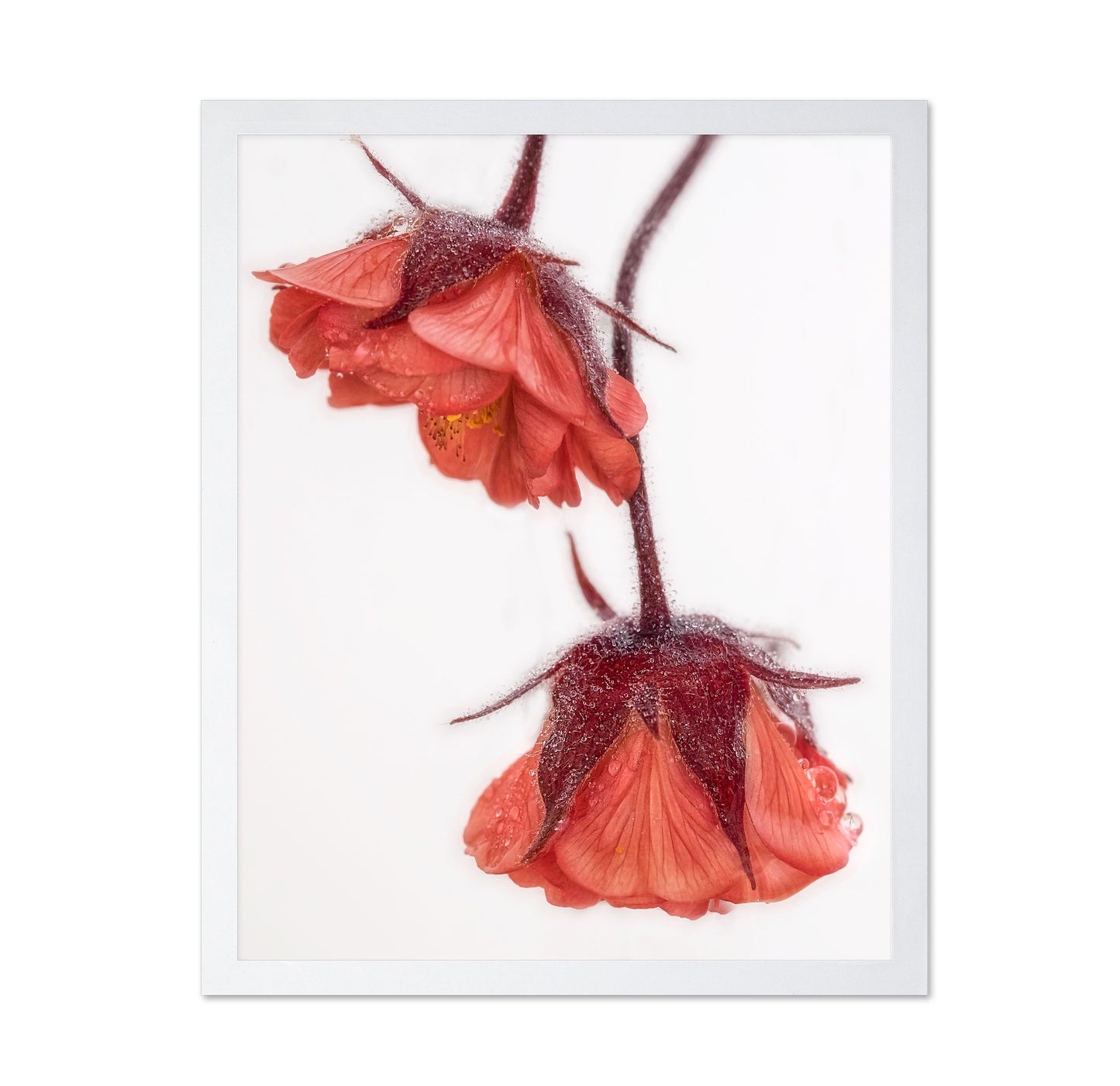 Dewy Red Blossoms