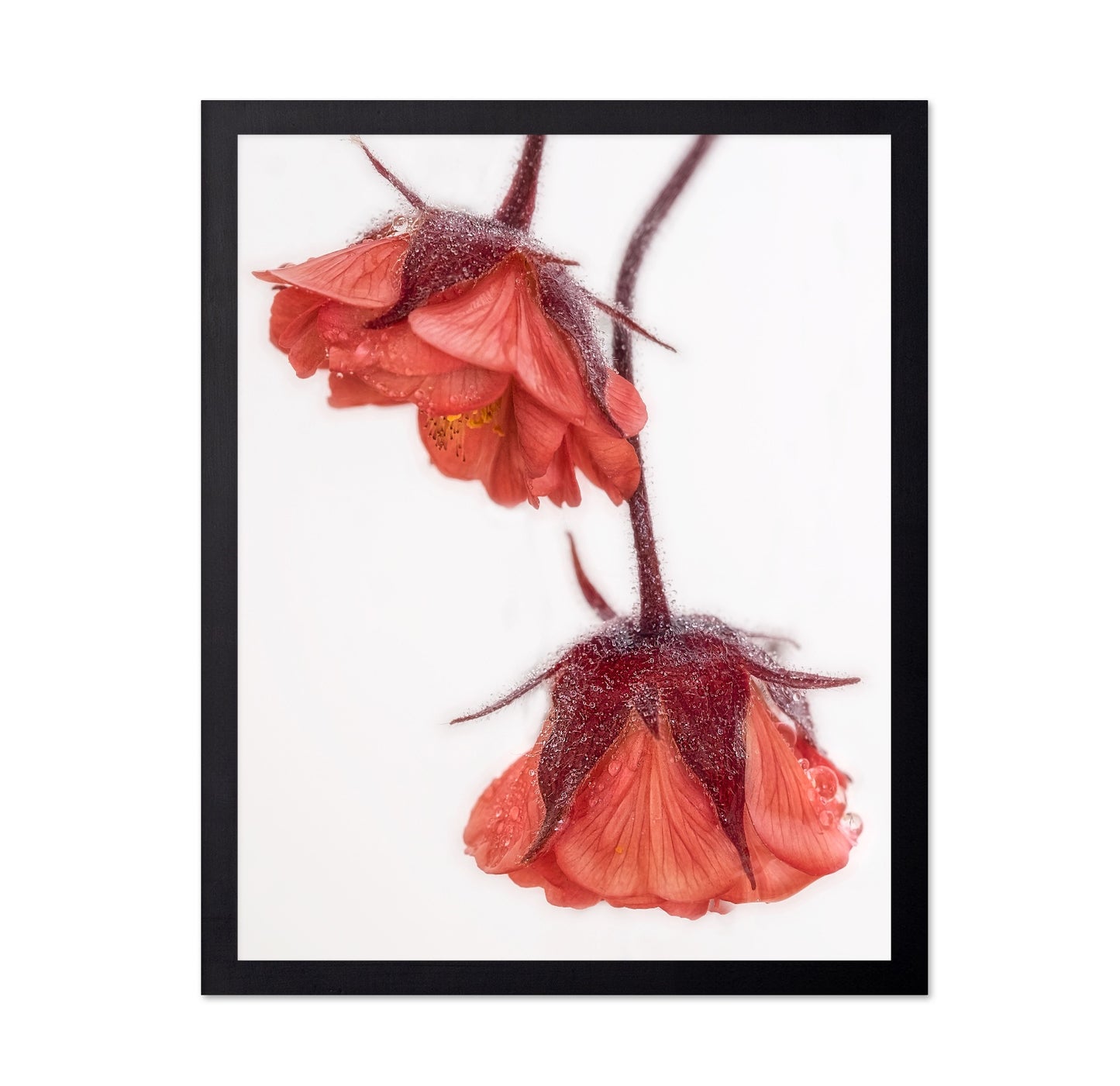 Dewy Red Blossoms