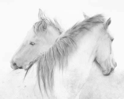 Gentle White Horses