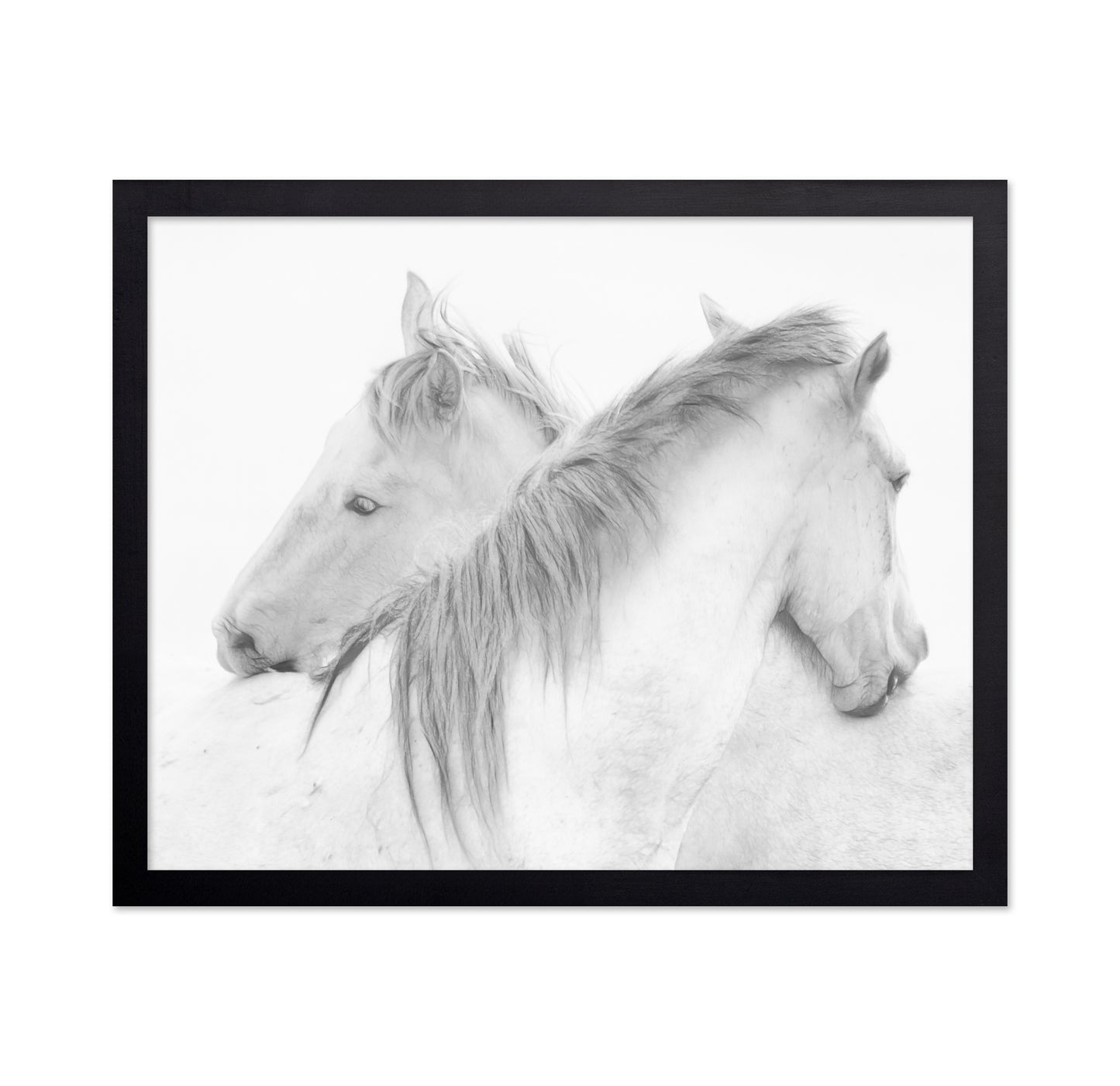 Gentle White Horses