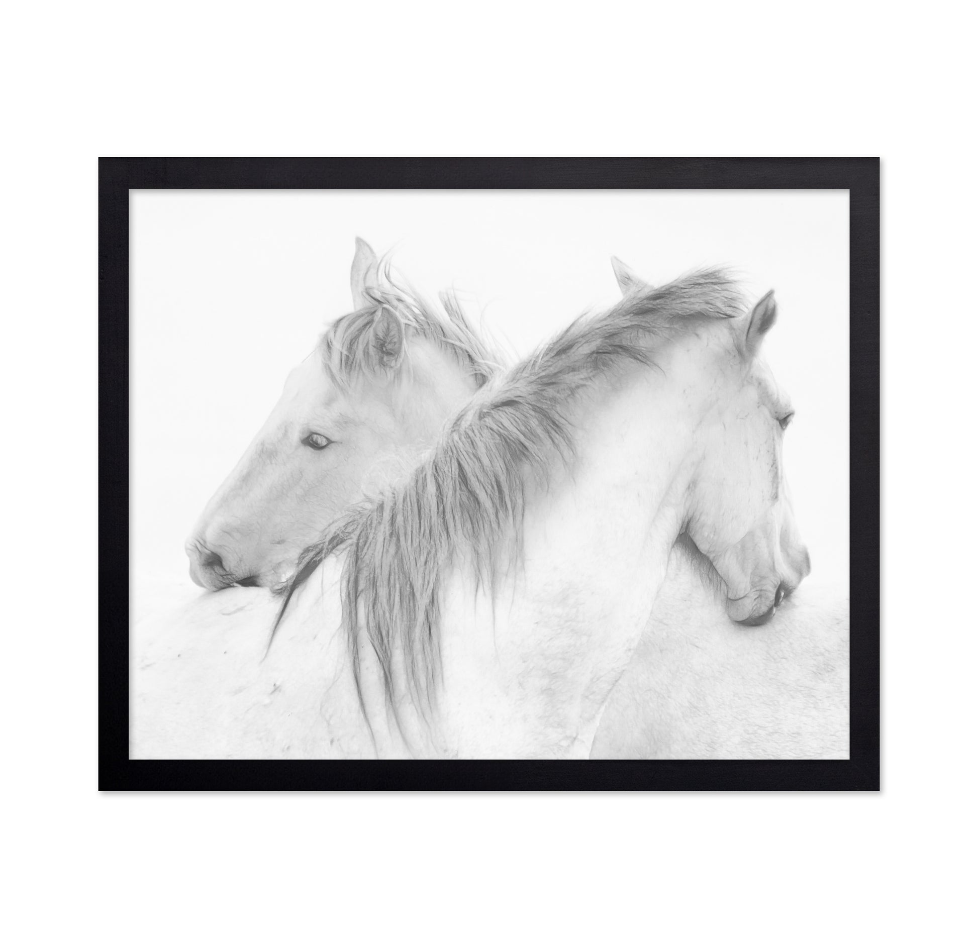 Gentle White Horses