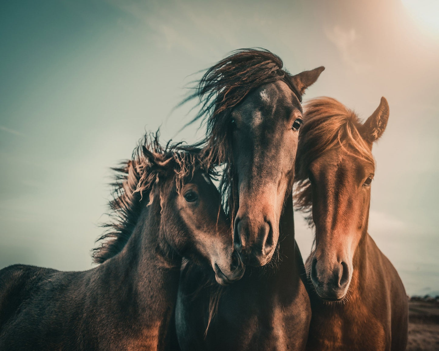 Wild Horse Trio