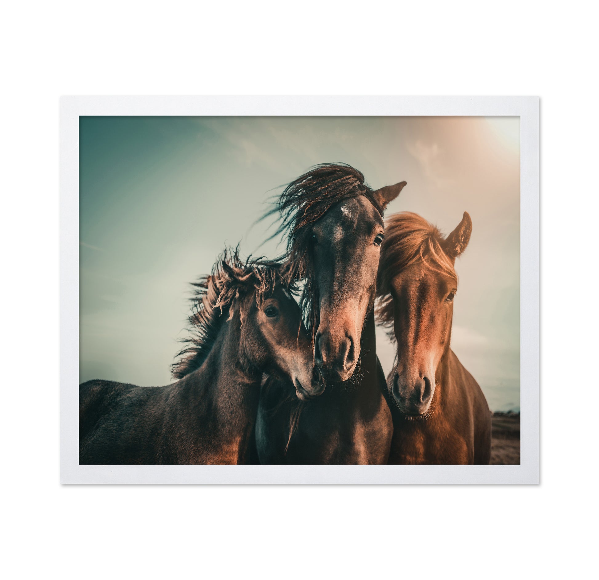 Wild Horse Trio