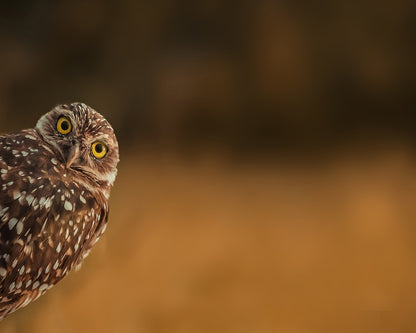 Curious Owl Look