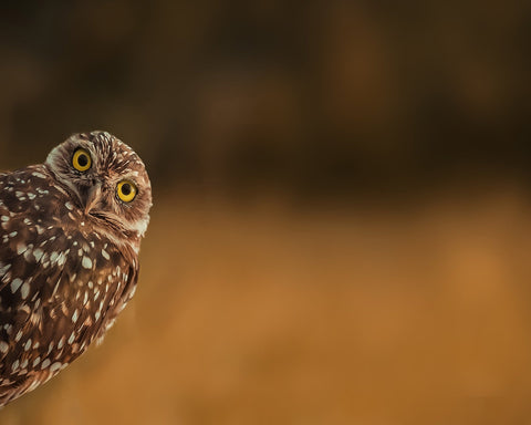 Curious Owl Look