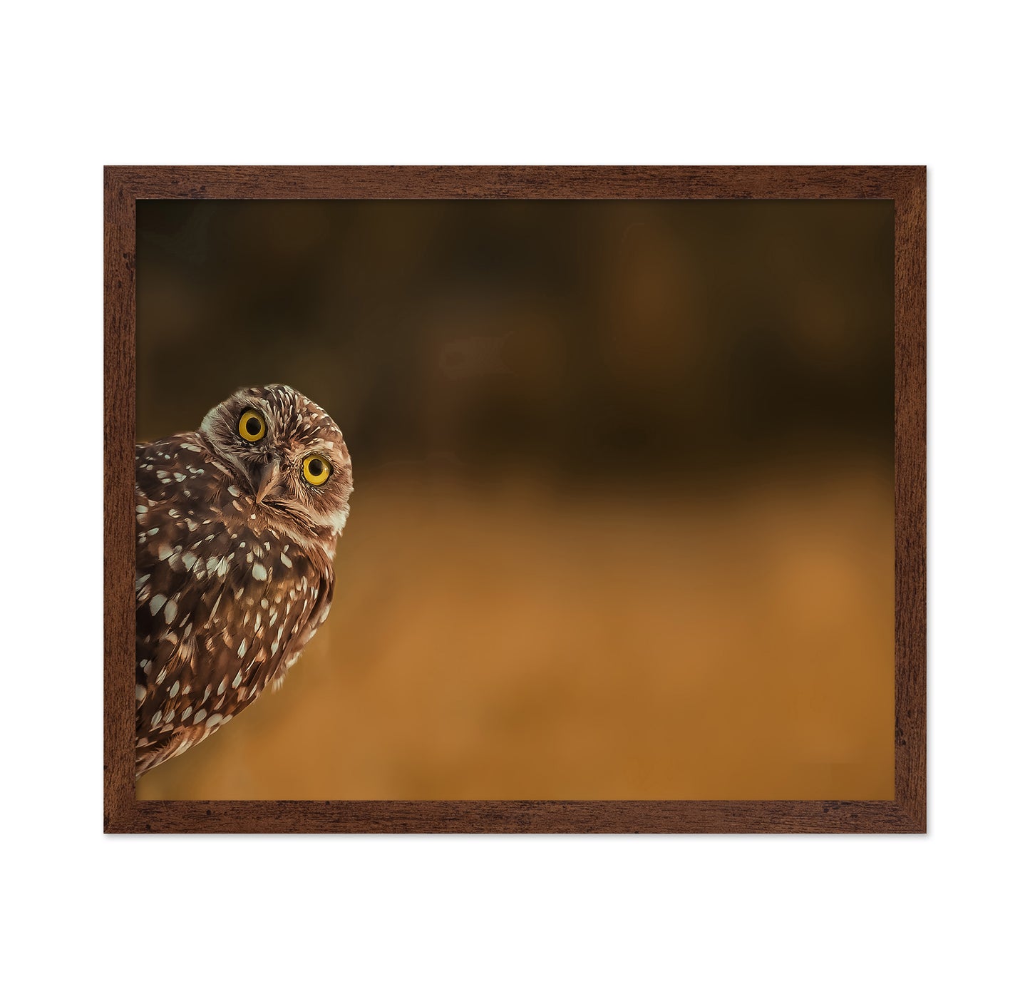 Curious Owl Look
