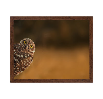 Curious Owl Look