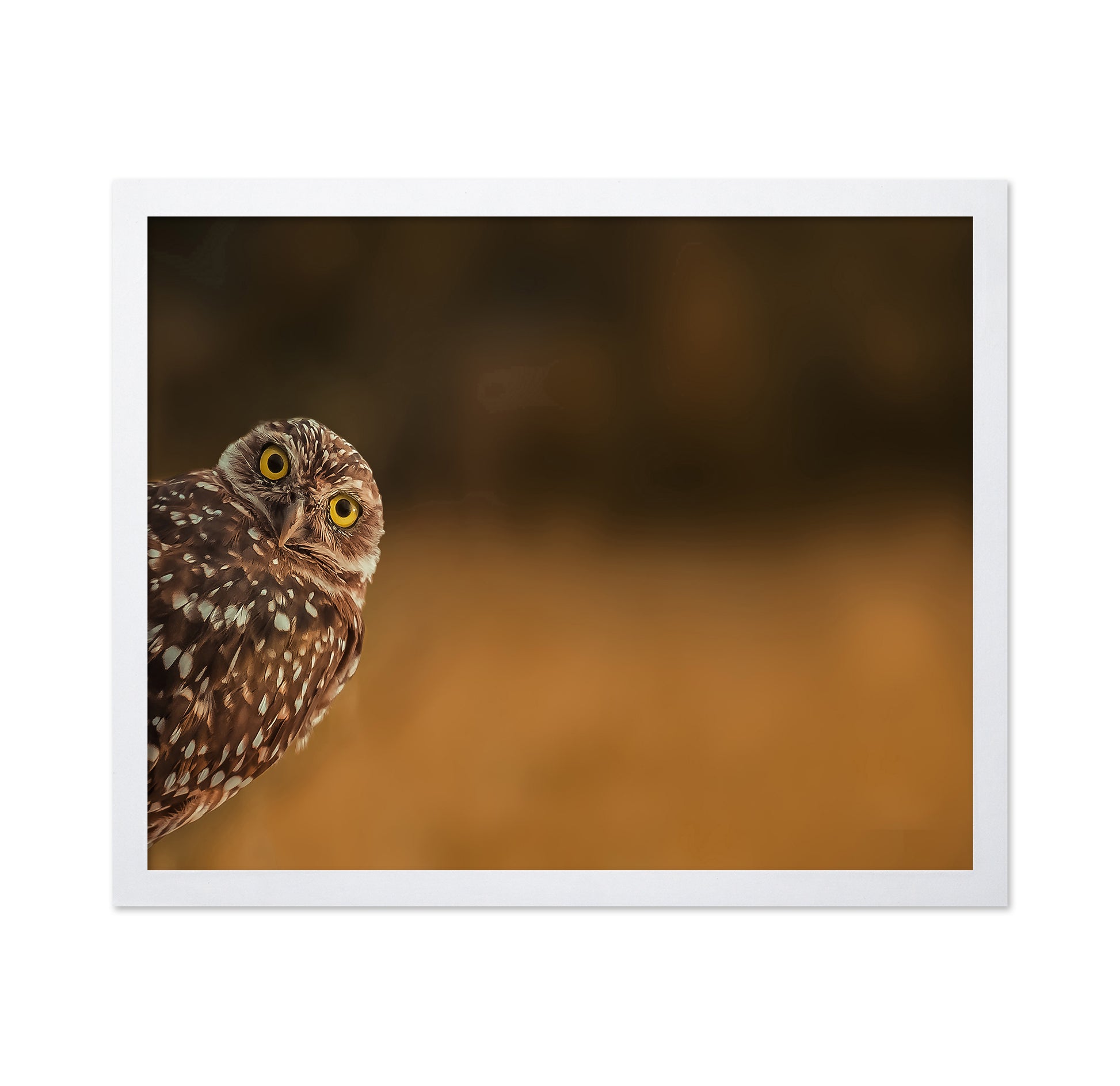 Curious Owl Look