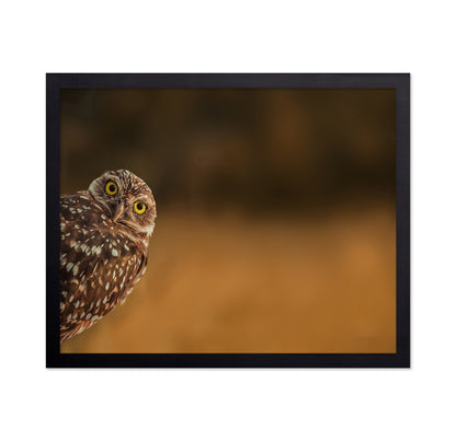 Curious Owl Look