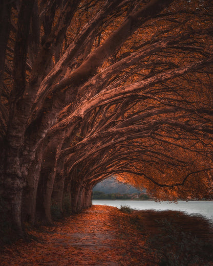 Autumn Tree Tunnel