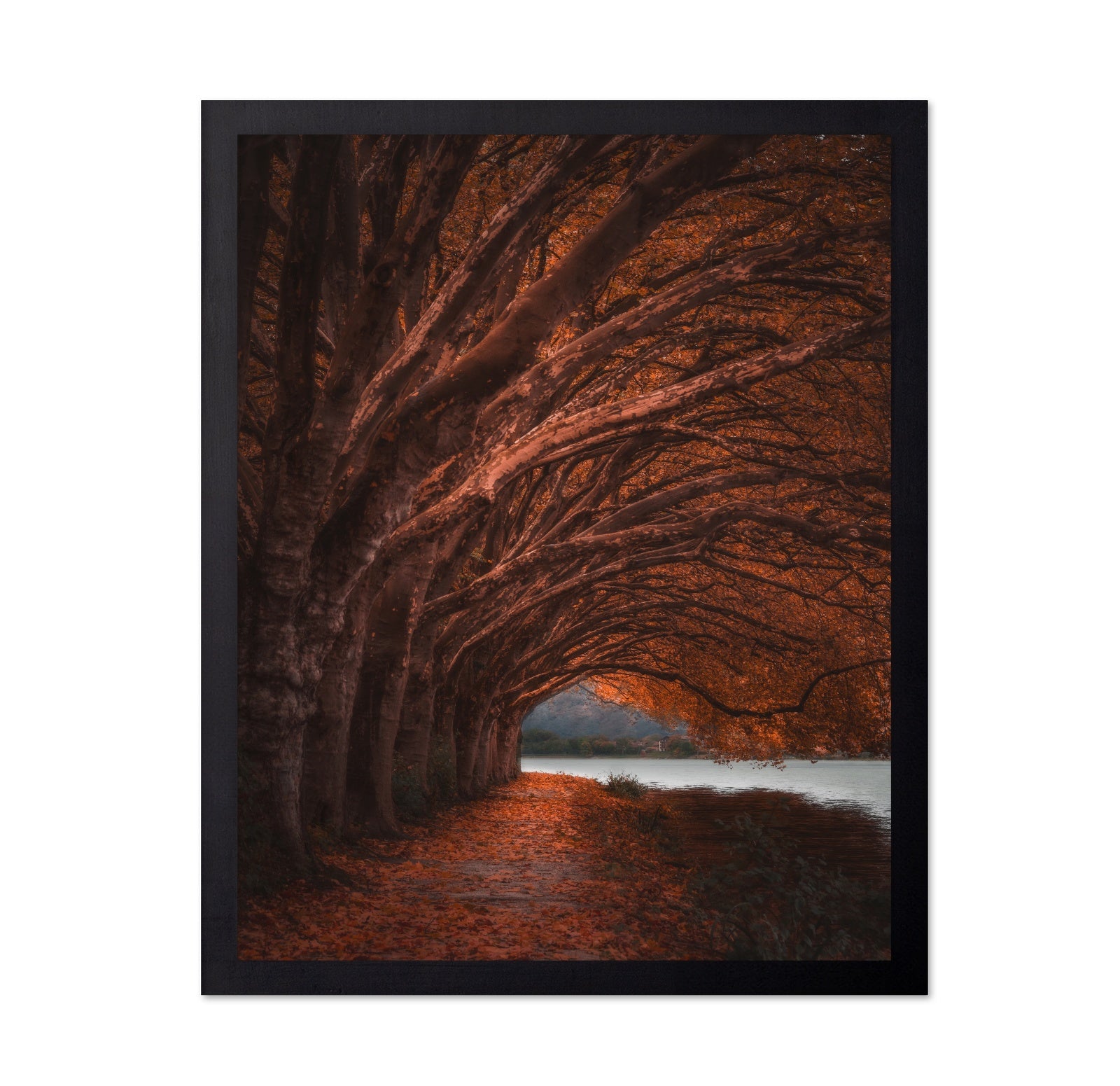 Autumn Tree Tunnel