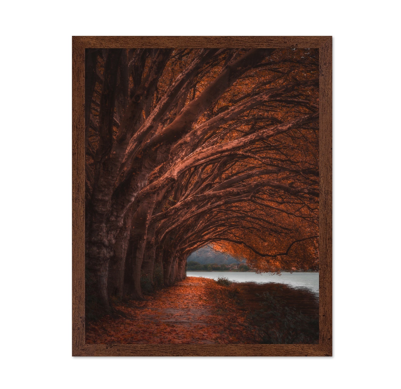 Autumn Tree Tunnel