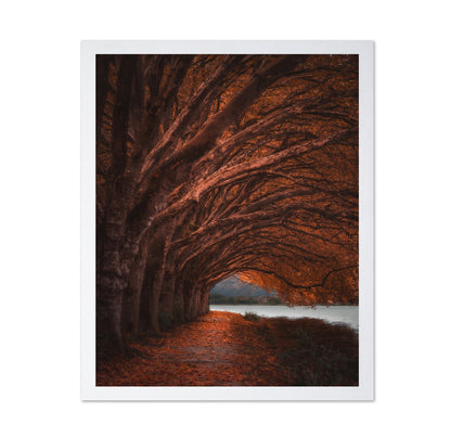 Autumn Tree Tunnel