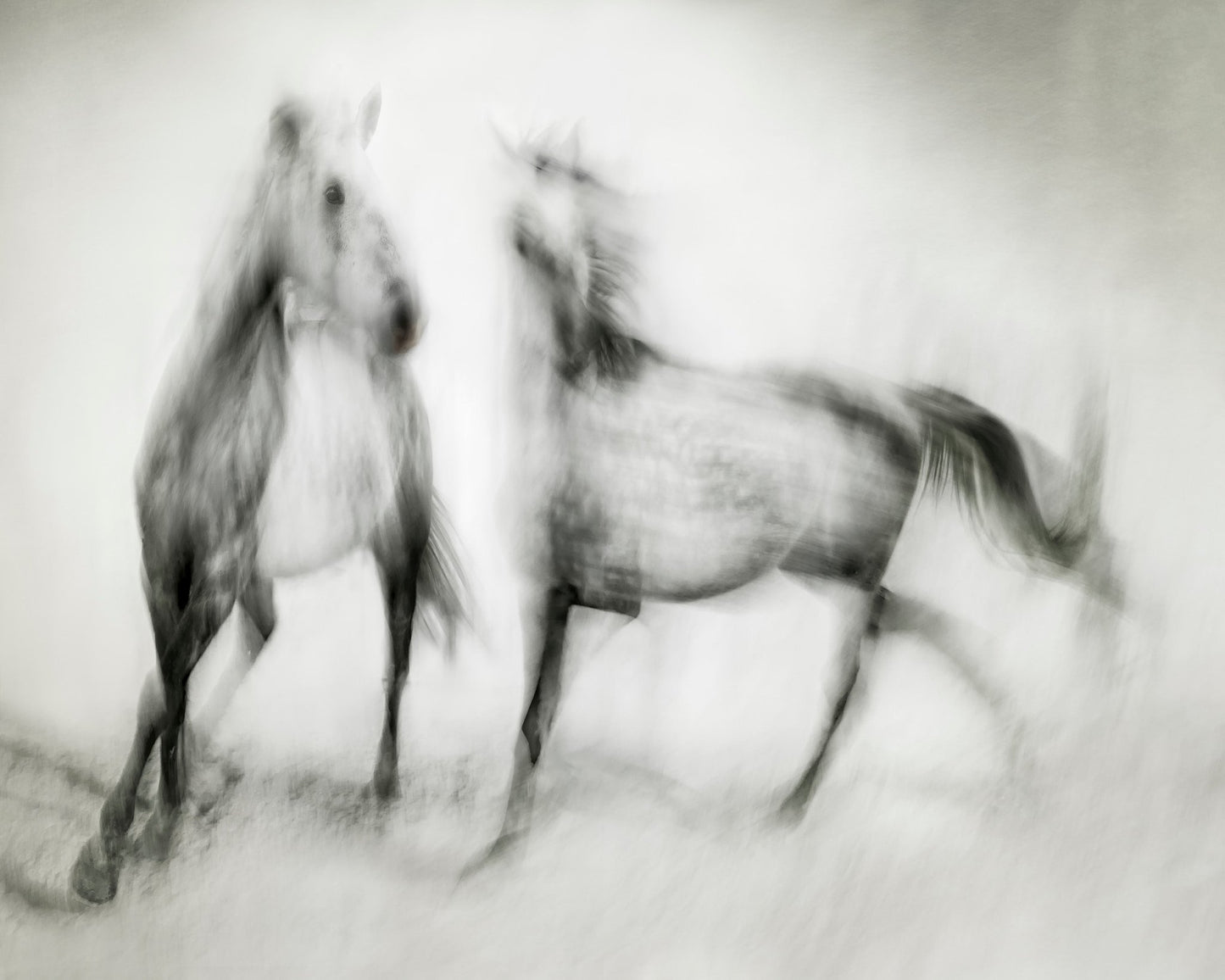 Blurred Horses Motion