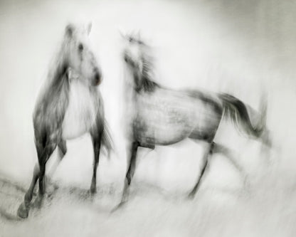 Blurred Horses Motion