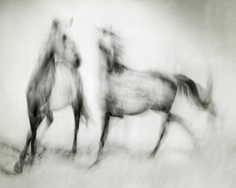 Blurred Horses Motion